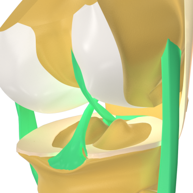 Le Ligament Croisé Antéro Externe